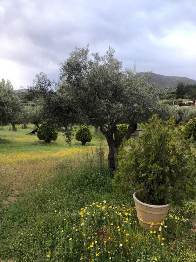 Maison d'hôtes Olive Grove à Anavyssos Extérieur photo