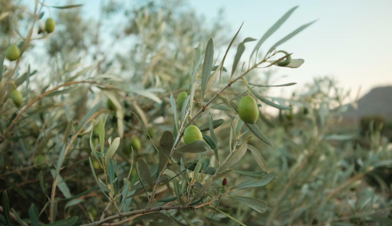 Maison d'hôtes Olive Grove à Anavyssos Extérieur photo